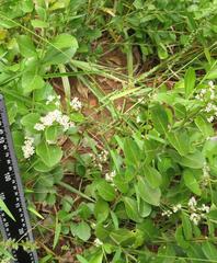 Gymnosporia markwardii