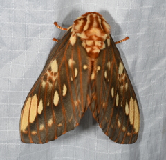 Citheronia brissotii
