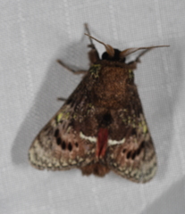 Brachycodilla carmen