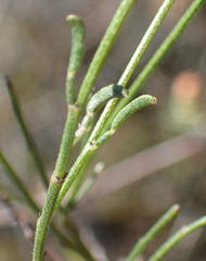 Indigofera leptocarpa