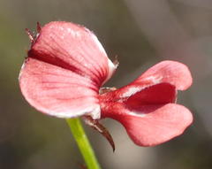 Indigofera leptocarpa
