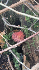 Calostoma cinnabarinum