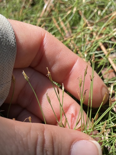 Eleocharis baldwinii image