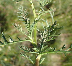 Garuleum bipinnatum