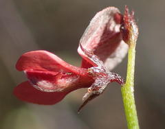 Indigofera leptocarpa