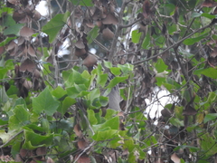 Ocyceros birostris