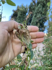Antigastra catalaunalis