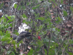 Ocyceros birostris