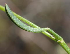 Indigofera leptocarpa