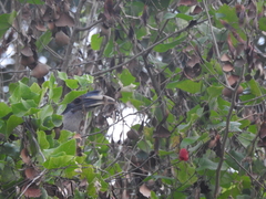 Ocyceros birostris
