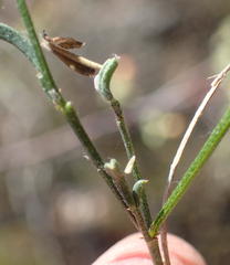 Indigofera leptocarpa