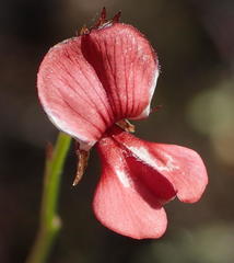 Indigofera leptocarpa