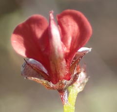 Indigofera leptocarpa
