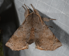 Olceclostera castrona