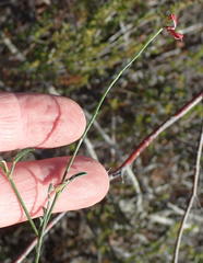 Indigofera leptocarpa