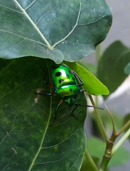 Chrysocoris purpureus