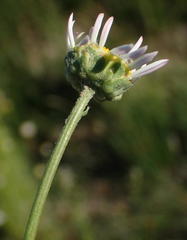 Garuleum bipinnatum