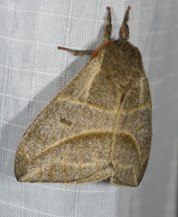 Austrolippa cruenta