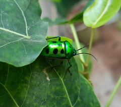 Chrysocoris purpureus