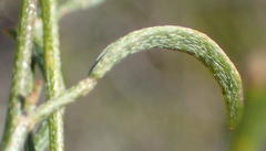 Indigofera leptocarpa