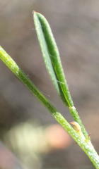 Indigofera leptocarpa