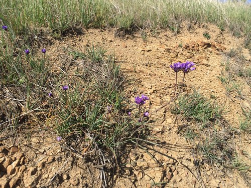 iNaturalist observation photo of blue dicks