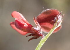 Indigofera leptocarpa
