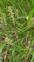 Plantago drummondii