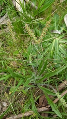 Plantago drummondii