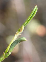 Indigofera leptocarpa