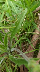 Plantago drummondii
