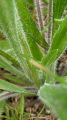 Plantago drummondii