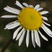 Garuleum bipinnatum - Photo (c) Nicola van Berkel, μερικά δικαιώματα διατηρούνται (CC BY-SA), uploaded by Nicola van Berkel