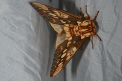 Citheronia brissotii