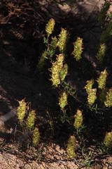 Microdon orbicularis