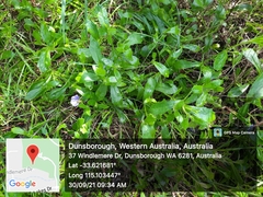 Scaevola calliptera