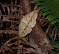 Ugia disjungens