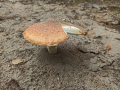 Amanita muscaria