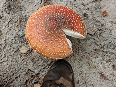 Amanita muscaria