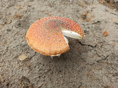 Amanita muscaria