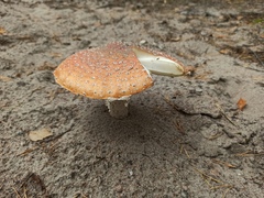 Amanita muscaria