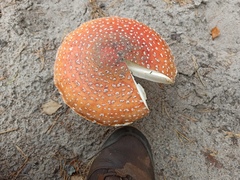 Amanita muscaria