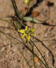 Moraea inconspicua