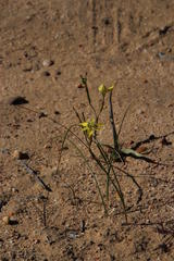Moraea inconspicua