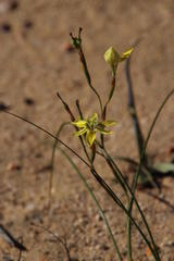 Moraea inconspicua