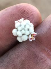 Phylica purpurea pearsonii