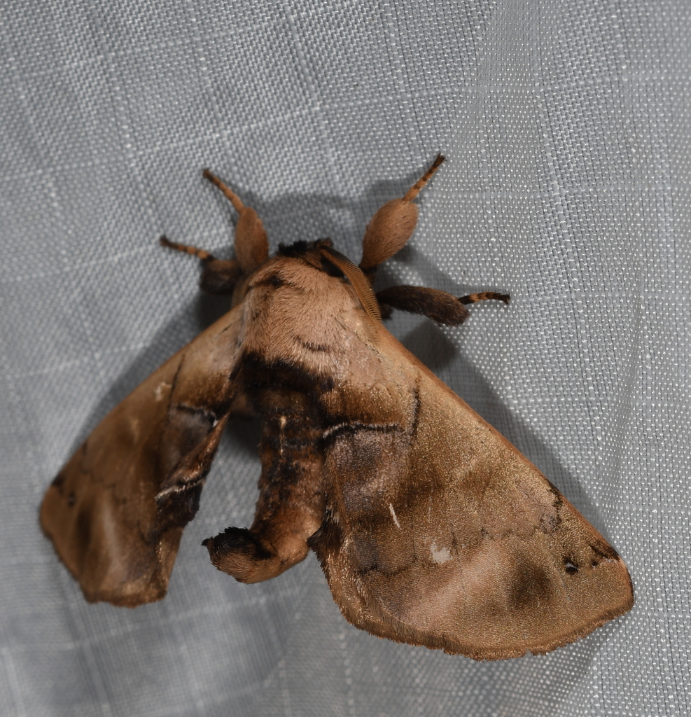 Tapuia