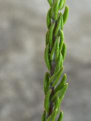 Phylica purpurea pearsonii