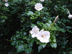 Gardenia cornuta