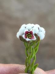 Phylica purpurea pearsonii